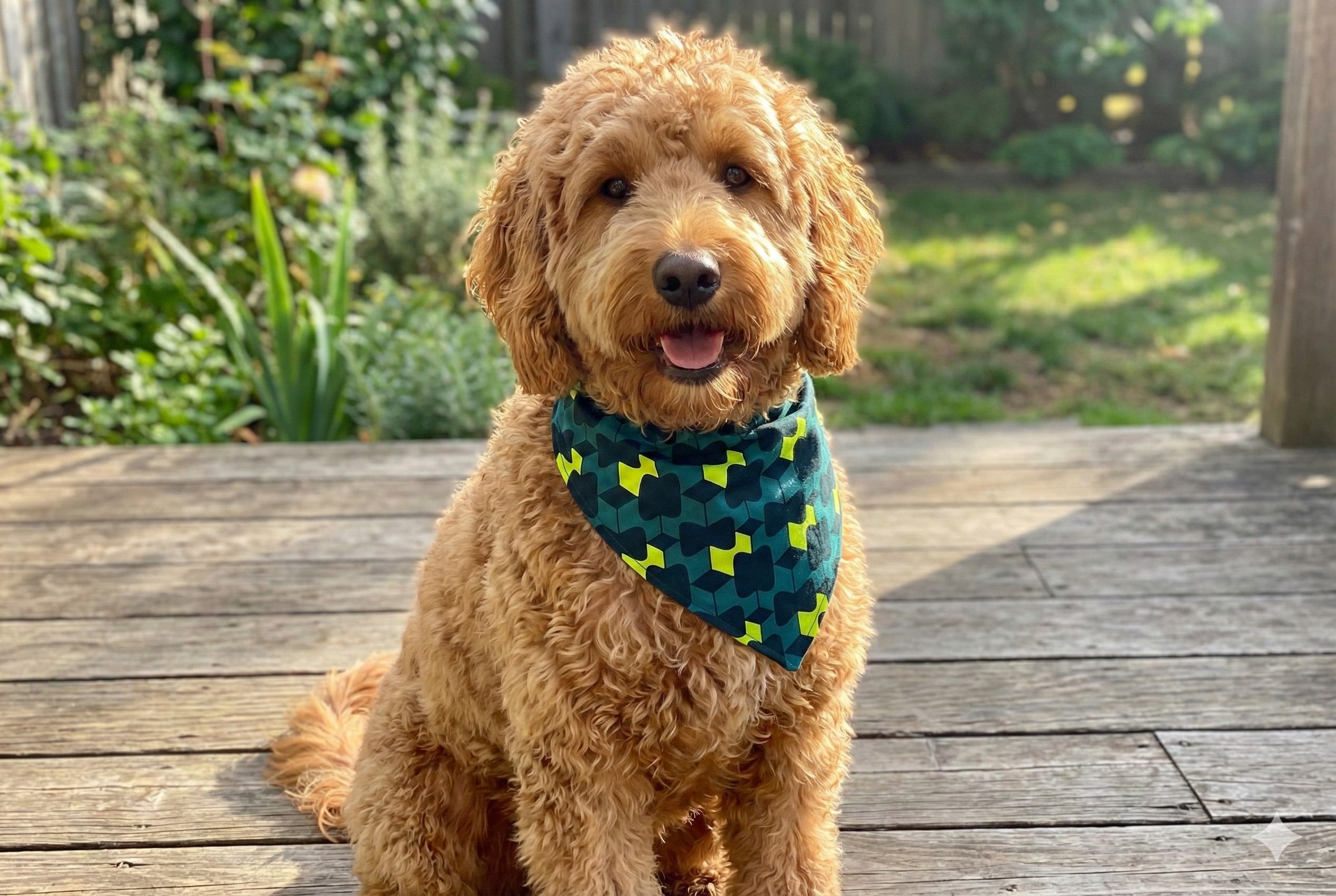 Dog bandana